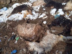 Siirt’te Hayvanları Telef Olan Besici Yardım Bekliyor