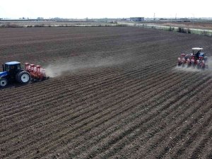 Yerli Mısır Çukurova’da Yeniden Toprakla Buluştu