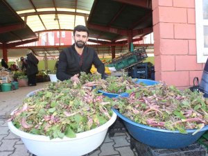 İ̇nebolu’da ’Ispıt’ Bolluğu Yaşanıyor