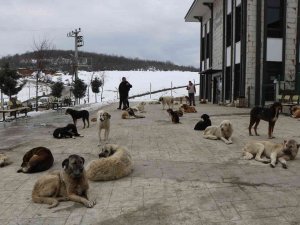 Çevre İl Ve İlçelerden Bırakılan Köpekler Bir İlçenin En Büyük Sorunu Oldu