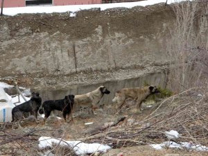 Gümüşhane’de Başıboş Sokak Köpekleri Çocukların Kabusu Oldu