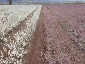 Çiçek Açan Meyve Bahçeleri Amik Ovası’nı Renklendirdi