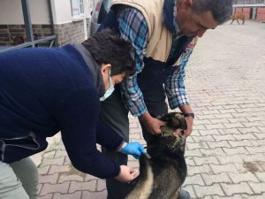 Kırklareli’nde Kedi Ve Köpekler Kuduz Aşısı Uygulanıyor