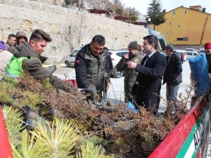 Sarıveliler İlçesinde Vatandaşlara Fidan Dağıtıldı