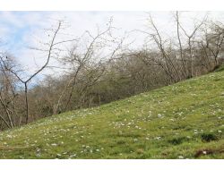 Fındık Uyanışa Başladı