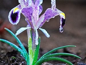 Kahramanmaraş’ta Nevruz Çiçekleri Açtı