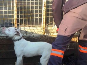 Konya’da Başıboş Pitbull Cinsi Köpek Yakalanarak Barınağına Götürüldü