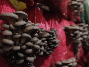 Türkiye’nin İlk Yerli Ve Milli Mantar Çeşitleri Yaprak77 Ve Soylu77 Tescillendi