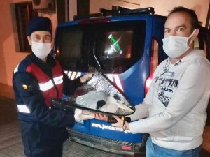 Yorgun Düşen Pelikanı Jandarma Kurtardı