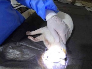 Arabanın Çarptığı Hamile Kedi Ameliyat Edildi