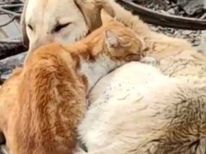Köpek Ve Kedilerin Kalpleri Isıtan Dostluğu