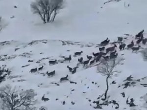 Elazığ’da Dağ Keçileri Sürü Halinde Görüntülendi