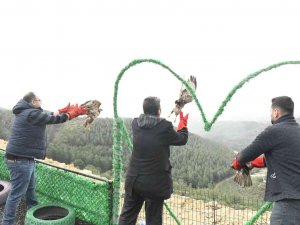 Tedavileri Tamamlanan 3 Adet Kızıl Şahin, Belen’de Özgürlüğüne Kavuştu