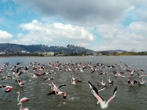 Flamingoların Görsel Şöleni