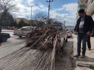 Tosya’da Çiftçiye Yüzde 50 Hibeli Fidan Dağıtıldı