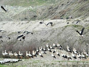 Bigadiç’te Leylekler İçin "Göç Yolu Acil İ̇niş Pisti" Oluşturuldu