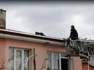 Çatıda Mahsur Kalan Kedi İtfaiye Ekiplerince Kurtardı
