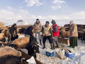 Güroymak’ta Hayvanları Aşılama Çalışması