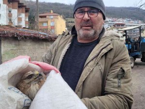 Tavuklarının Yanında Bulduğu Yaralı Şahini Ekiplere Teslim Etti