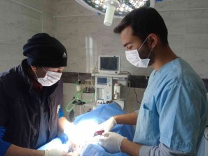 Polatlı Belediyesi Sokaklarda Hayvan Popülasyonunun Önüne Geçmek İçin Çalışmalarını Sürdürüyor