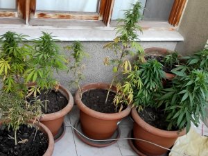 Evinin Balkonunda Kenevir Yetiştiren Şahıs Gözaltına Alındı