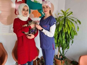 Tedavisi Tamamlanan Sokak Hayvanları Sıcak Yuvalarına Kavuşuyor