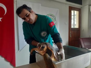 Kıyıya Vuran Yeşil Deniz Kaplumbağası Kurtarıldı