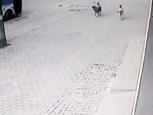 Köpeklerin Saldırısından Kaçarken Aracın Altında Kalıyordu