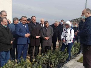 Samsun’da Zeytin Yetiştiriciliği Artırılıyor