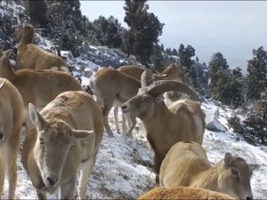 Anadolu Yaban Koyunlarının Görüntüleri Yemleme Alanındaki Fotokapana Yansıdı