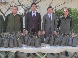 Selendili Üreticilere Hünnap Fidanı Dağıtıldı