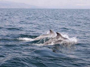Dans Eden Yunuslar Mudanya’da Görüntülendi
