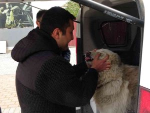 Çalınan Köpeğine 2 Hafta Sonra Kavuştu