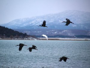 Beyşehir Gölü’ne Kuş Akını