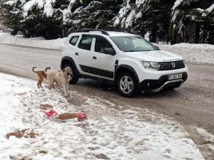 Abant Tabiat Parkı Yoluna Bırakılan Köpeklere Mama Dağıtıldı