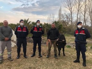 Kaybolan İnek, Jandarma Tarafından Bulunup Sahibine Teslim Edildi