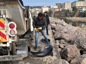 Sinop’ta Ölü Yunuslar Kıyıya Vurdu
