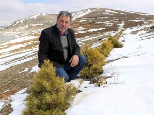 Büyük Umutlarla Oluşturulmak İstenen Orman, Keçilere Yem Oldu