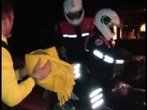 Bara Giren Kirpiyi Polisler Teslim Aldı
