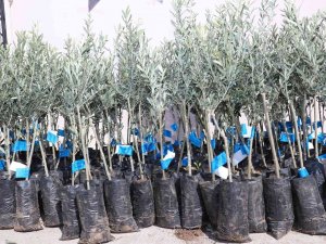 Samsun Zeytincilikte Küllerinden Doğuyor