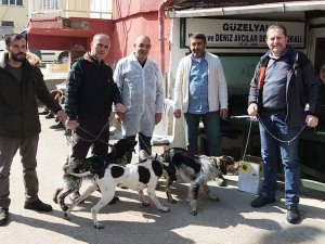 Mudanya’da Av Hayvanlarına Kimlik