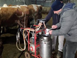 Çiğ Sütler Sınıflandırılıyor