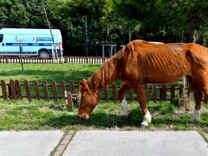 Yerde Yatan Yaralı Atı Esenyurt Belediyesi Kurtardı