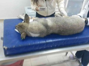 Yok Böyle Vicdansızlık...30 Köpeği Zehirleyip Öldürdüler