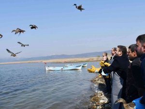 İ̇znik Gölü’nde Kaçak Avcılardan Kurtarılan 56 Ördek Artık Özgür