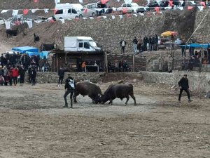 Geleneksel 27. Sarıgöl Boğa Güreşleri Başladı