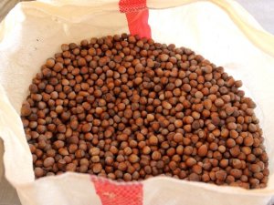 Fındık Üreticilerine 70 Milyonluk Destek