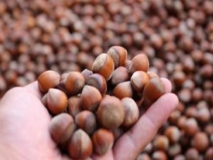 Düzce’den Şubat Ayında 2 Bin Tondan Fazla Fındık İhraç Edildi