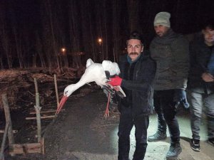 Yaralı Olarak Bulunan Leylek Tedavi Altına Alındı