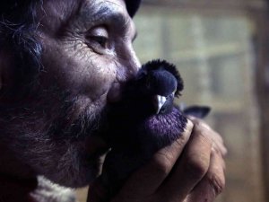Sahibinin Ömrünü Uzatan Güvercin: Kelkit Tepelisi